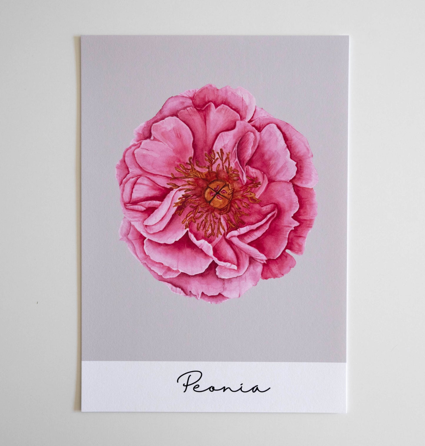 Poster/Kunstdruck - Peonia