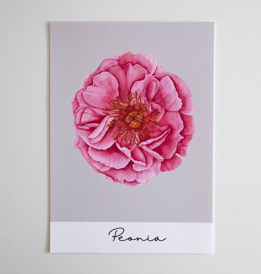 Poster/Kunstdruck - Peonia